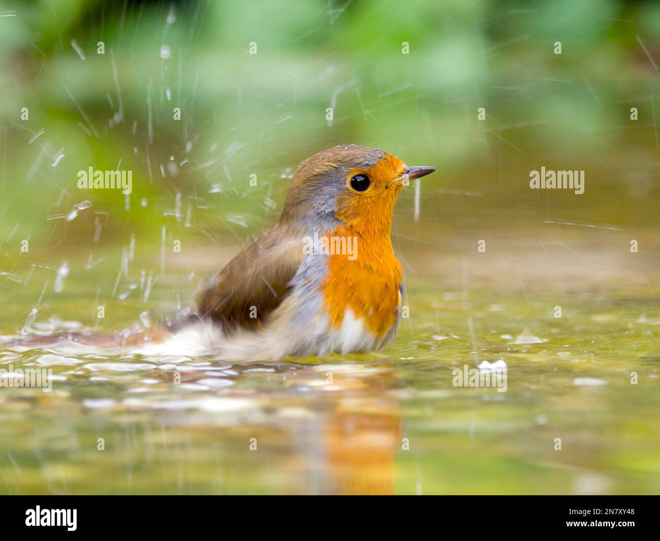 European robin (Erithacus rubecula) bathing in shallow water, Hesse ...