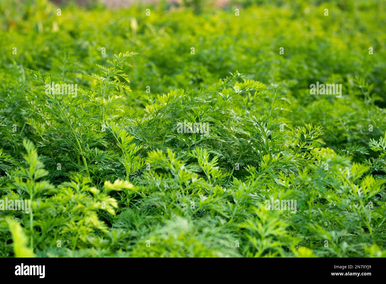 Carrot plants are growing in the vegetable garden—agriculture background with green carrot leaves. Stock Photo