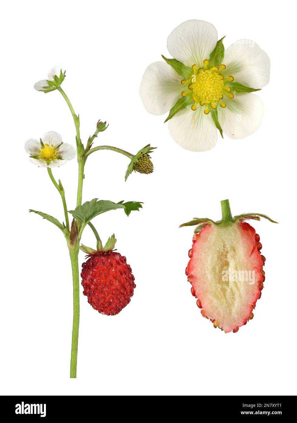 Woodland strawberry (Fragaria vesca), plant, flower, fruit cut open, picture panel, Germany Stock Photo