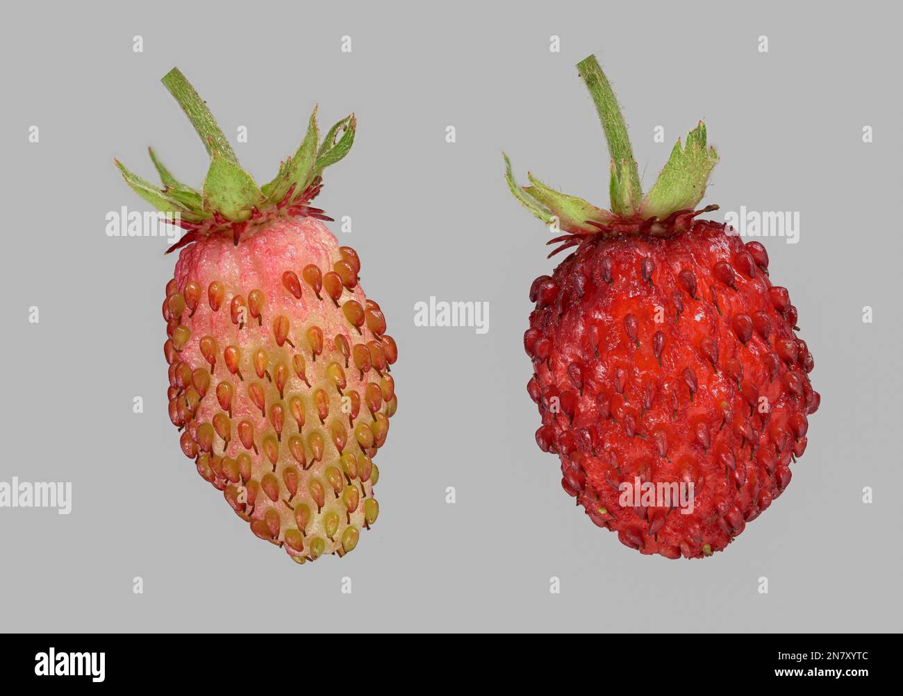 Ripe and unripe strawberry hi-res stock photography and images - Alamy
