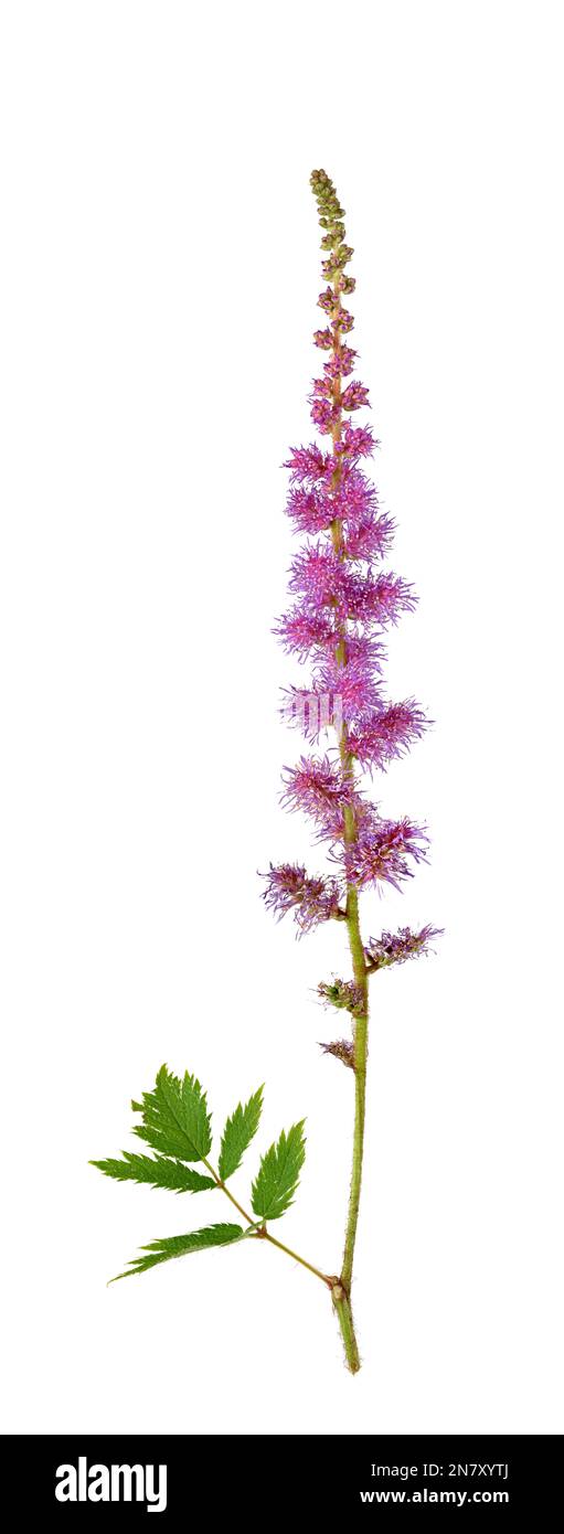False buck's beard (Astilbe japonica), flower, plant, Japan, Germany Stock Photo