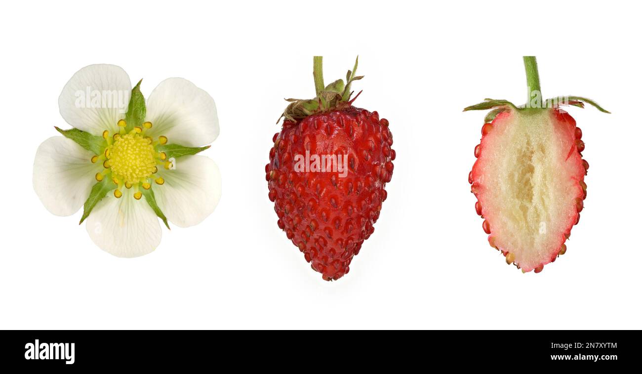 Woodland strawberry (Fragaria vesca), flower, fruit cut open, picture panel, Germany Stock Photo