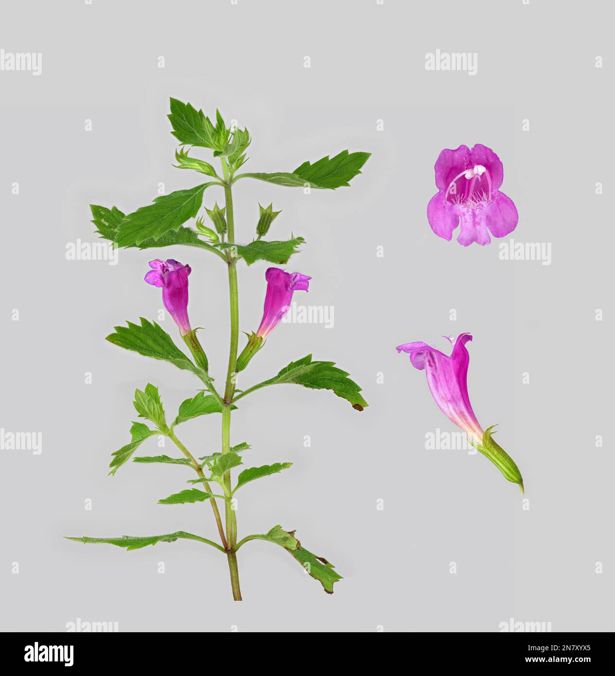 Calamintha grandiflora (Clinopodium grandiflorum), flower, plant, photo panel, Germany Stock Photo