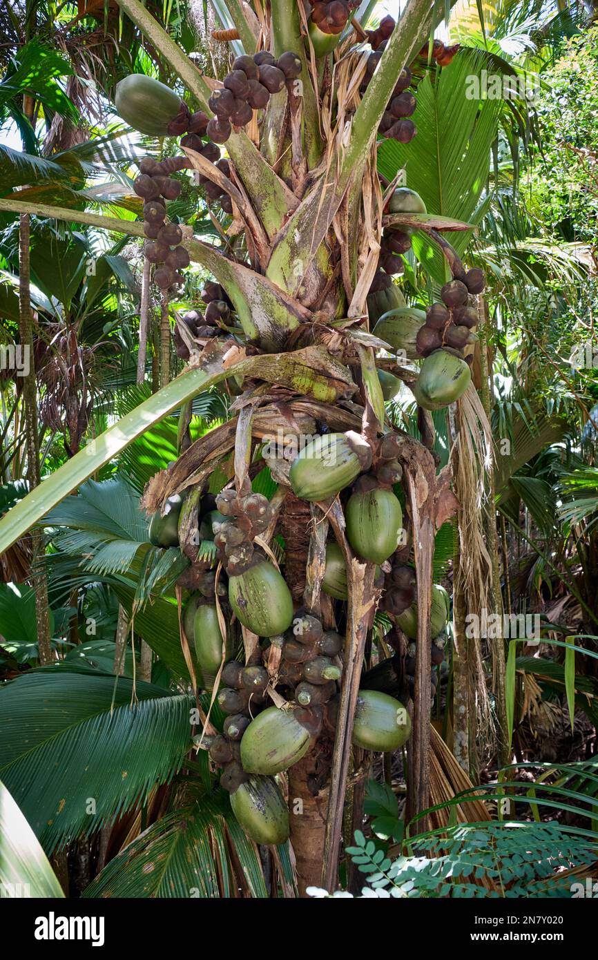 Huge nuts of Coco de mer palm tree in Vallee de Mai, Praslin Island, Seychelles Stock Photo Alamy