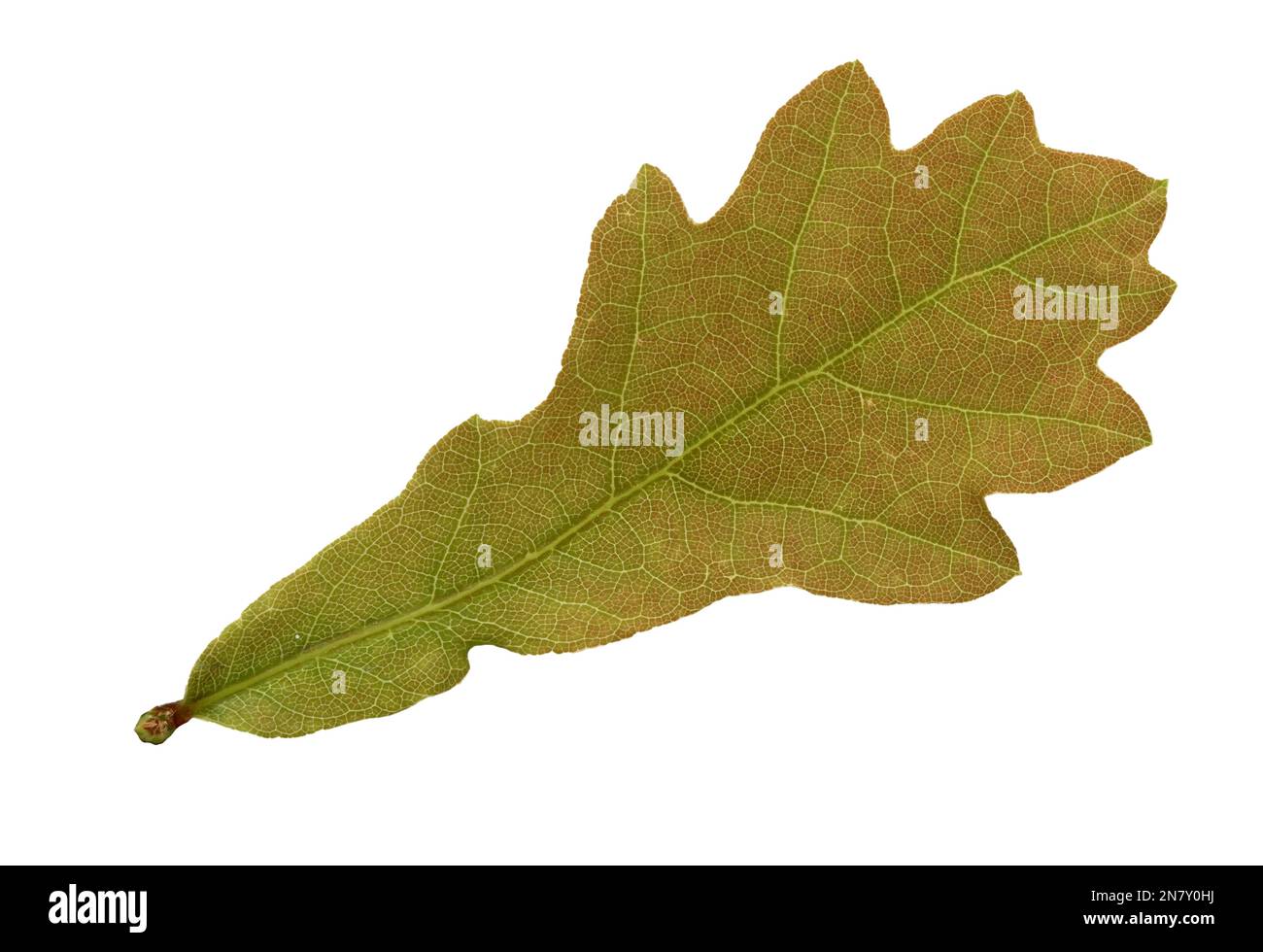 English oak (Quercus robur), young leaf, Germany Stock Photo Alamy