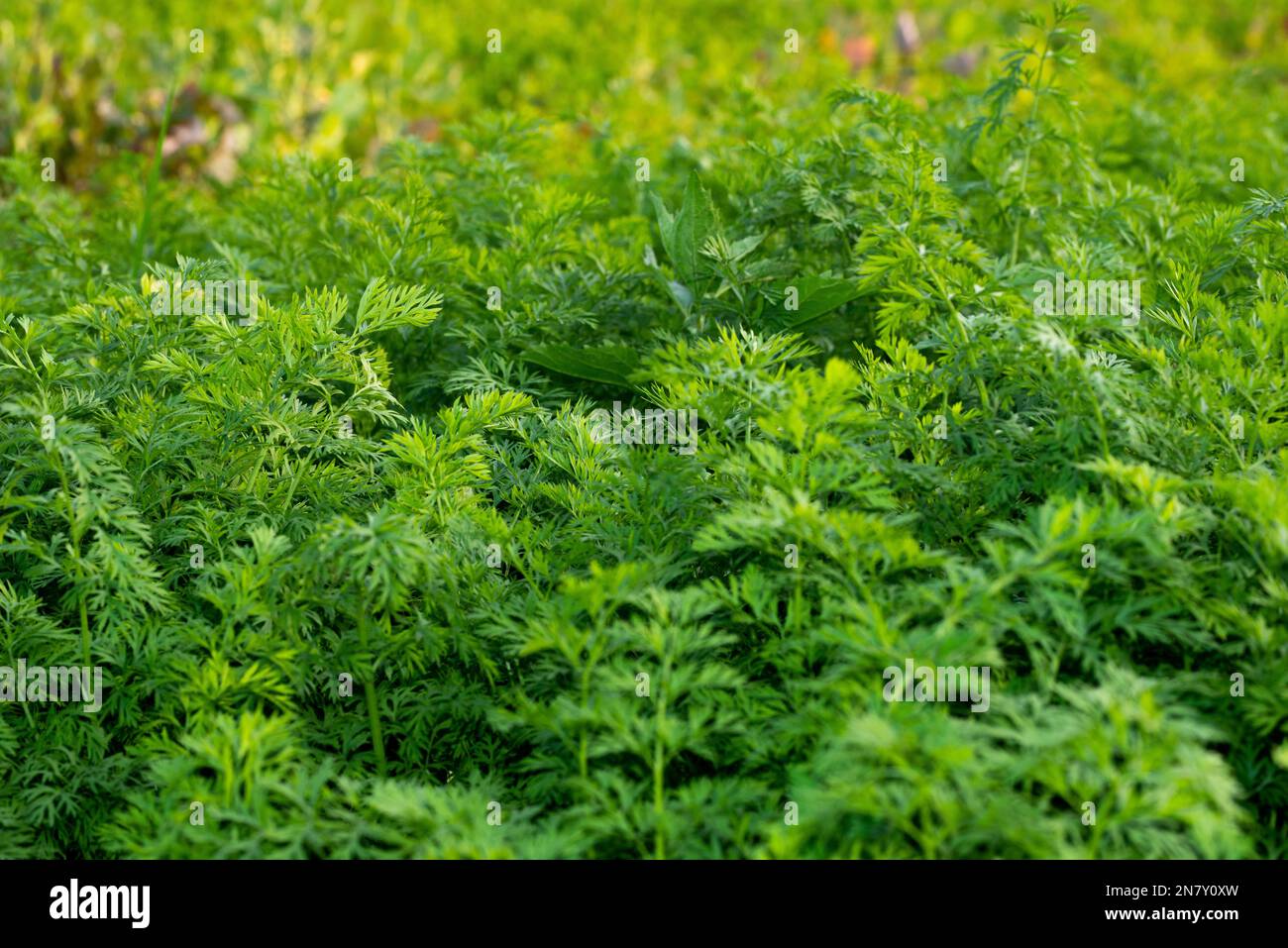Carrot Plants Are Growing In The Vegetable Garden agriculture carrot-plants-are-growing-in-the-vegetable-garden-agriculture