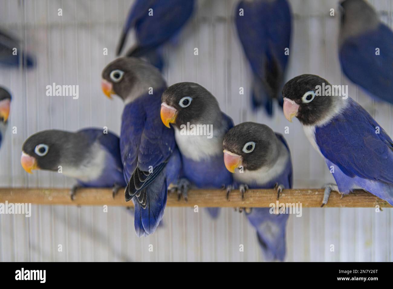 Colourful bids for sale, Animal market, Baghdad, Iraq Stock Photo