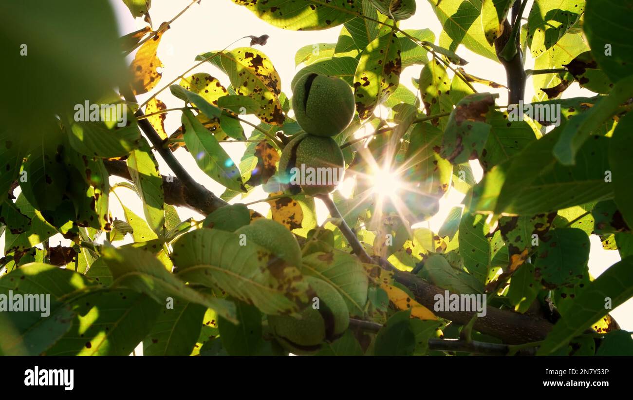 Walnut trees on large plantation hi-res stock photography and images ...