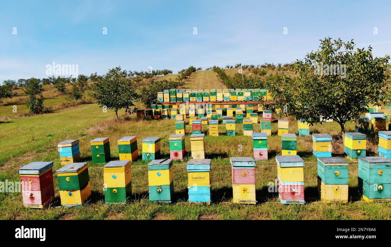 Lavender field bee hives hi-res stock photography and images - Alamy
