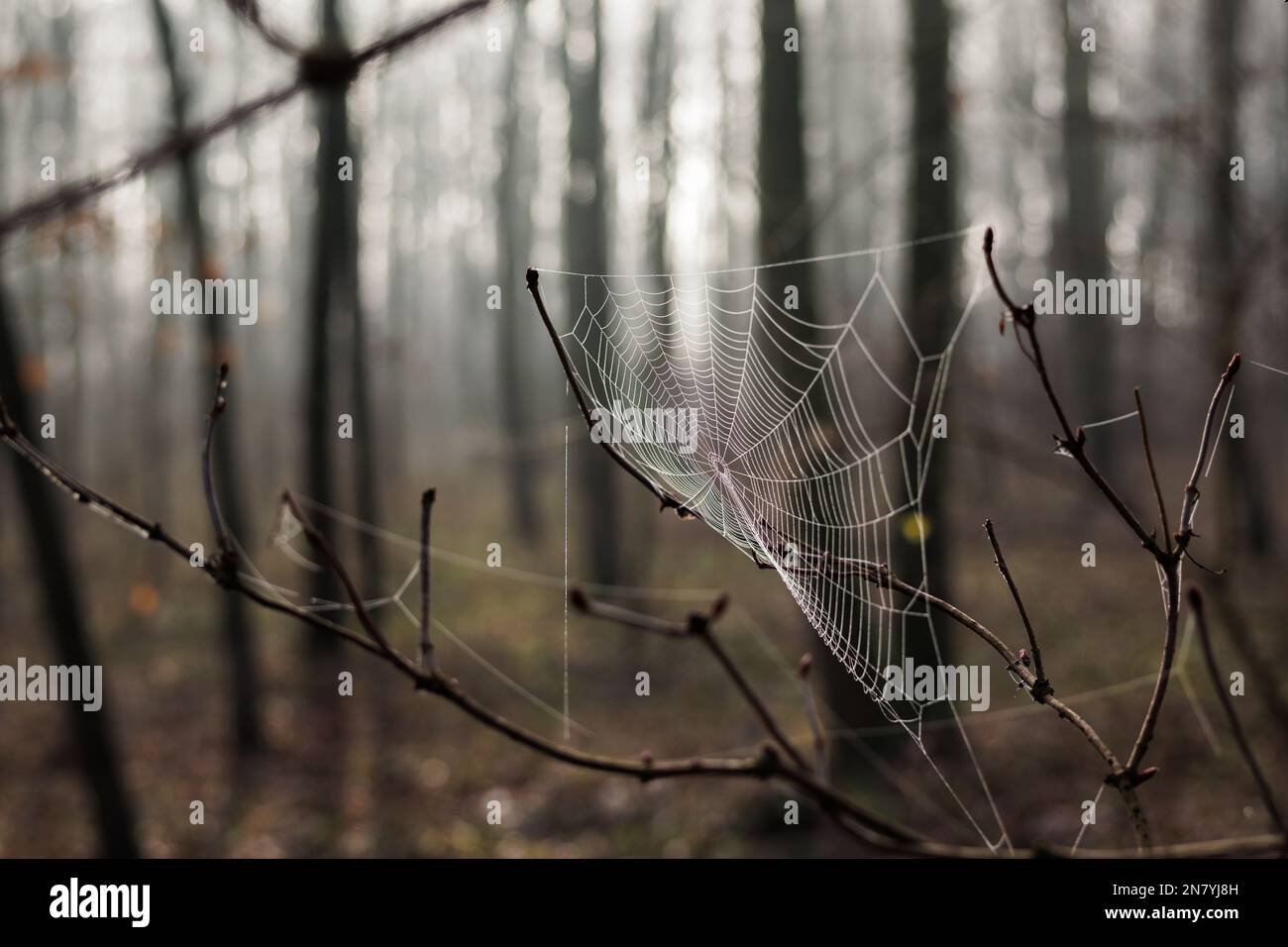 Close up spider web in misty forest. Defocused trees. Autumn woodland Stock Photo