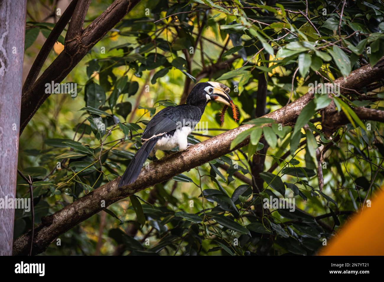 An oriental pied hornbill perching on tree Stock Photo