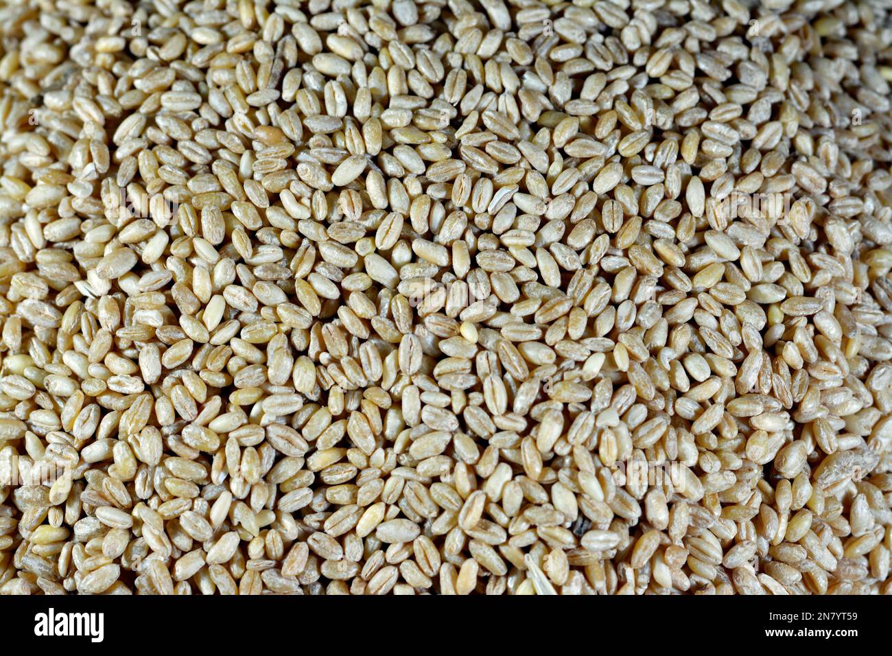 Wheat grains and seeds, grass widely cultivated for its seed, a cereal