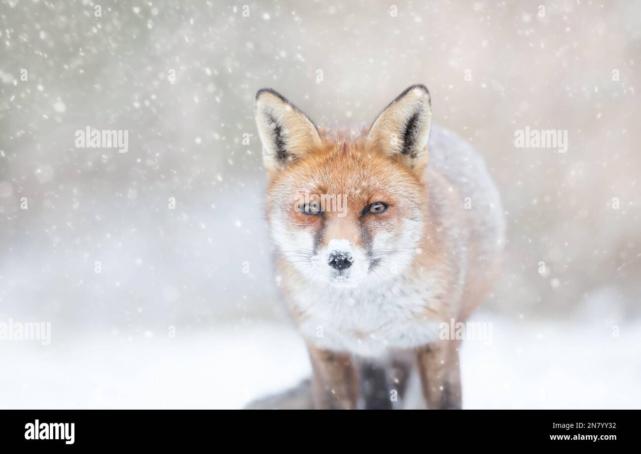 Close-up of a Red fox in the falling snow in winter, UK. Stock Photo