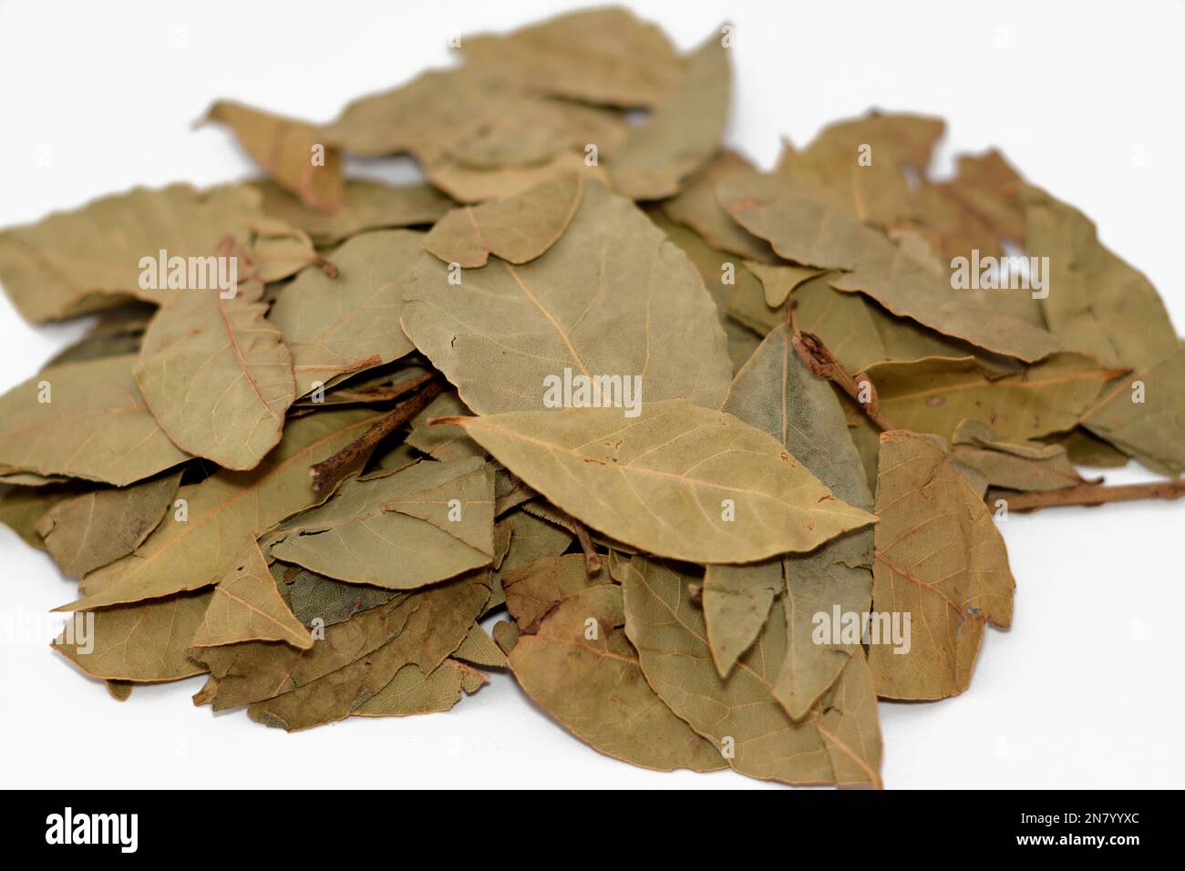 Bay laurel leaves, Laurus nobilis, an aromatic evergreen tree or large
