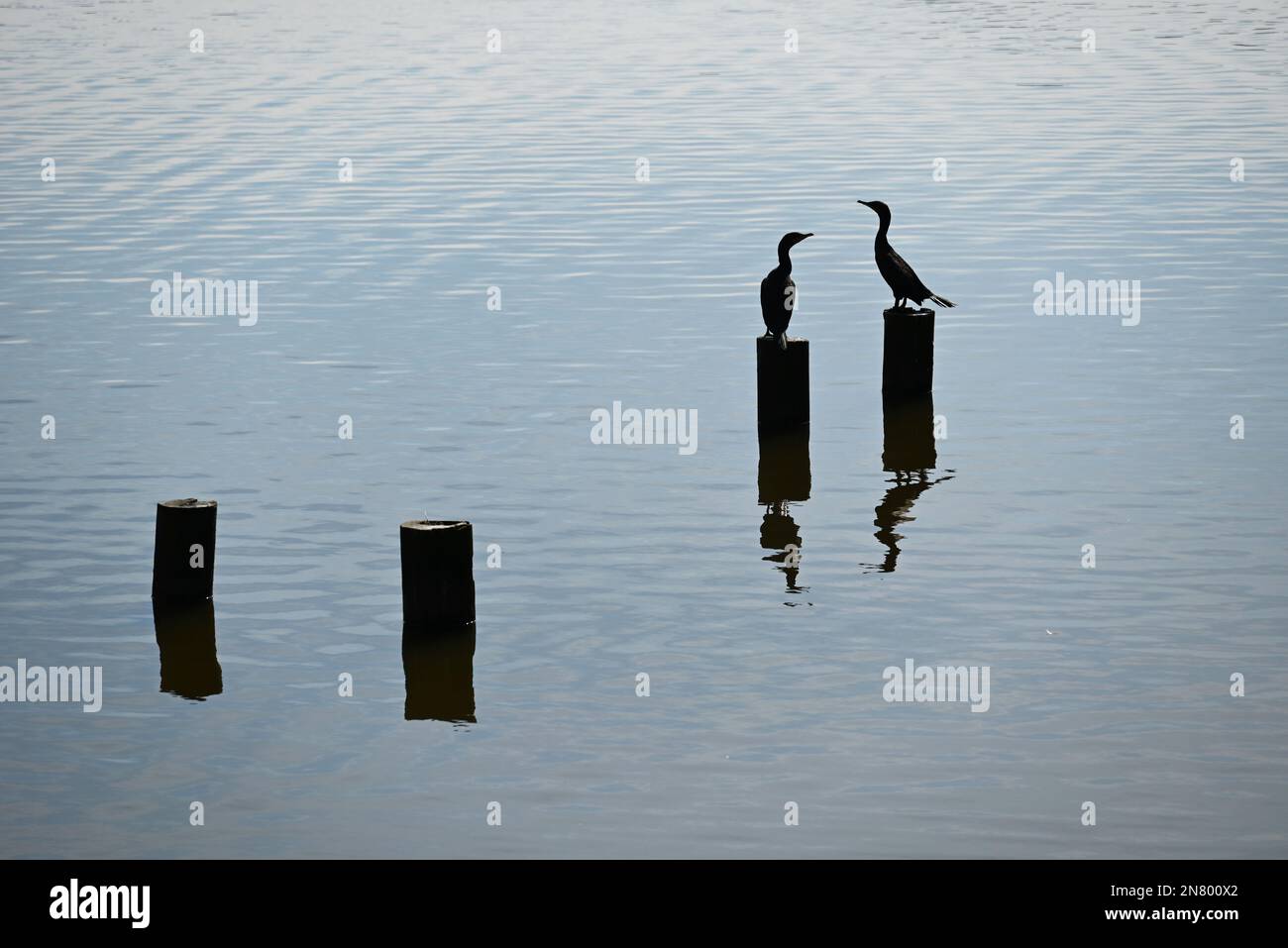 The sun silhouettes two cormorant birds on pilings in a lake. Stock Photo