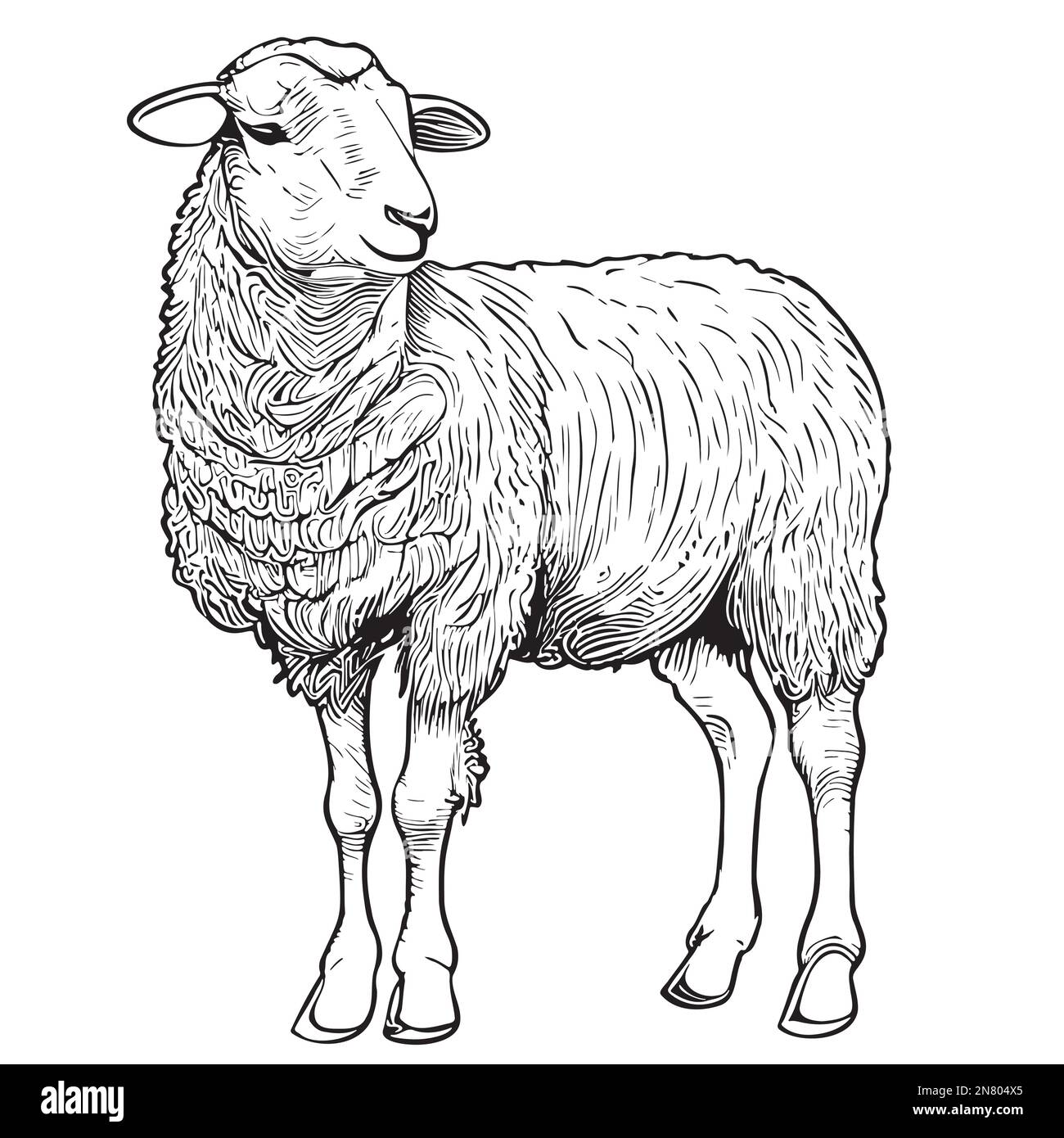 Cute Sheep farm hand drawn sketch Vector illustration Farming Stock Vector