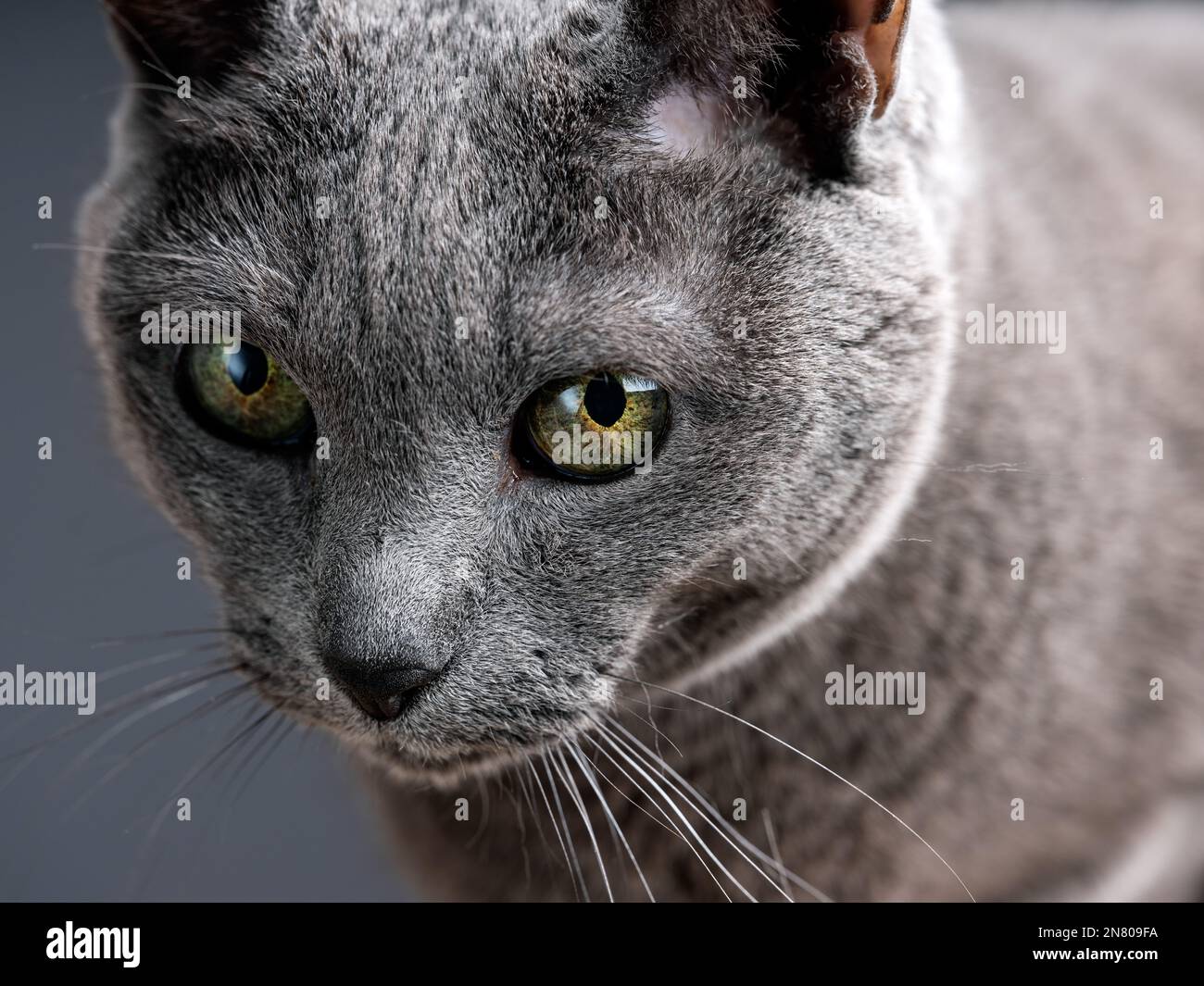 Russian Blue Cat Studio Portrait with black background Stock Photo Alamy
