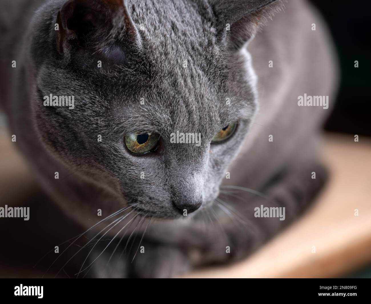 Russian Blue Cat Studio Portrait with black background Stock Photo Alamy