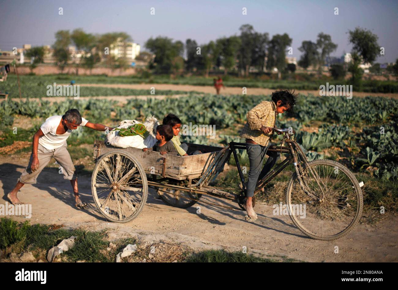 Altaf Rickshwa A young Indian girl pedals a cycle rickshaw loaded with vegetables as ...