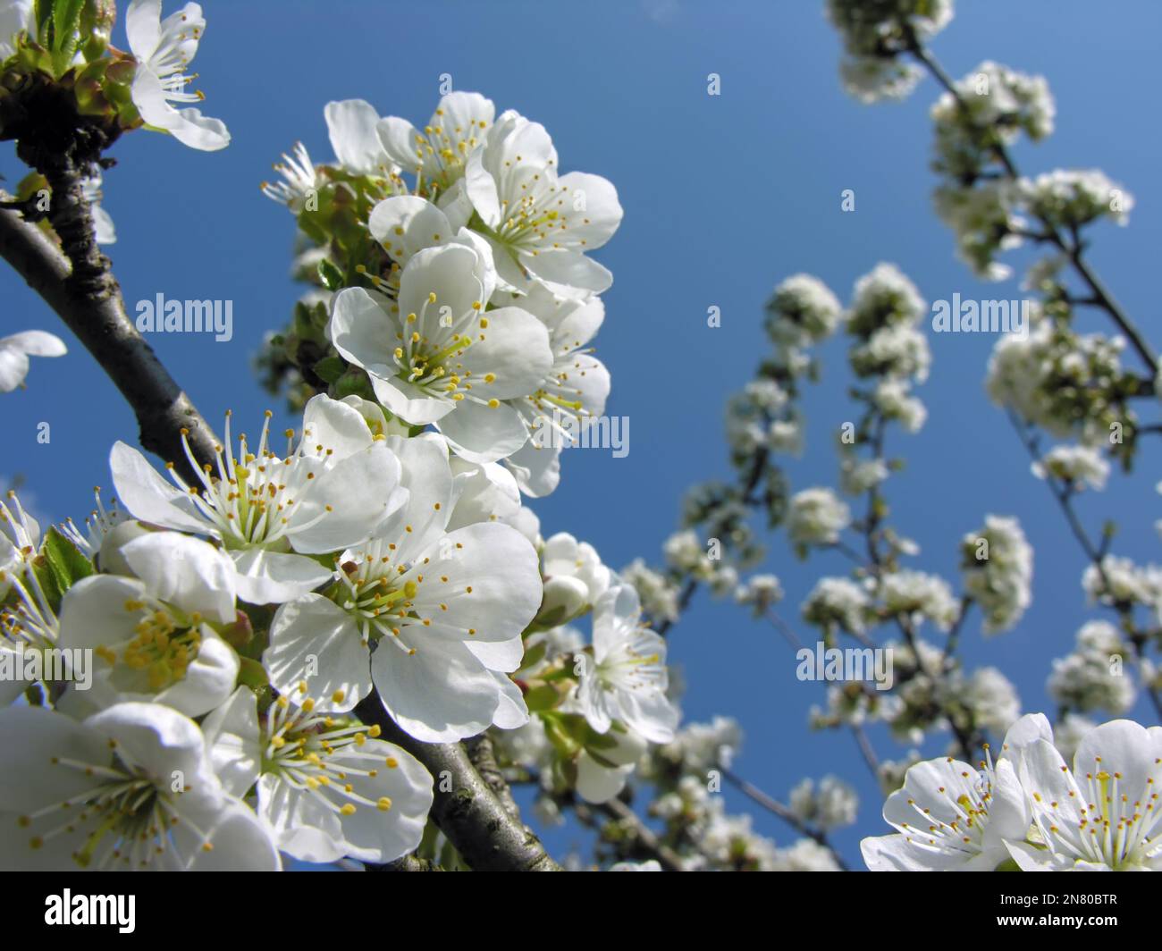 close-up of  blooming plum tree branch on blue sky background Stock Photo