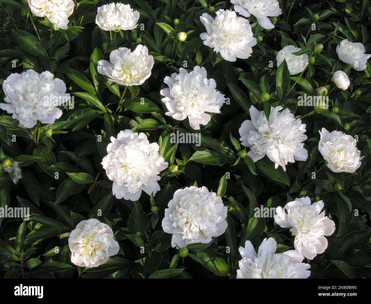blooming white peony flowers in the flower-bed at the early morning Stock Photo