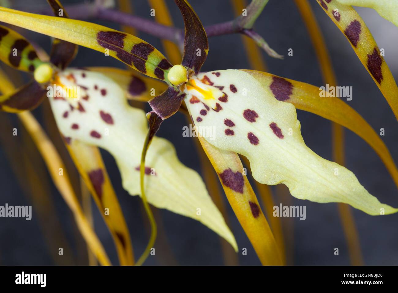 Brassia arcuigera or spider orchid Stock Photo