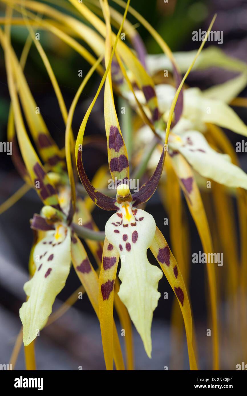 Brassia arcuigera or spider orchid Stock Photo