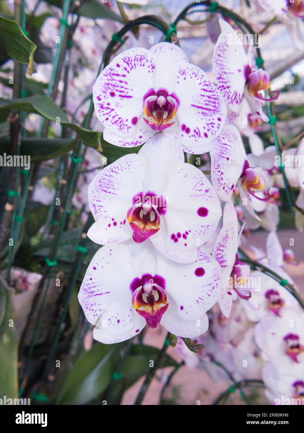 Phalaenopsis hybrids, Orchidaceae Stock Photo