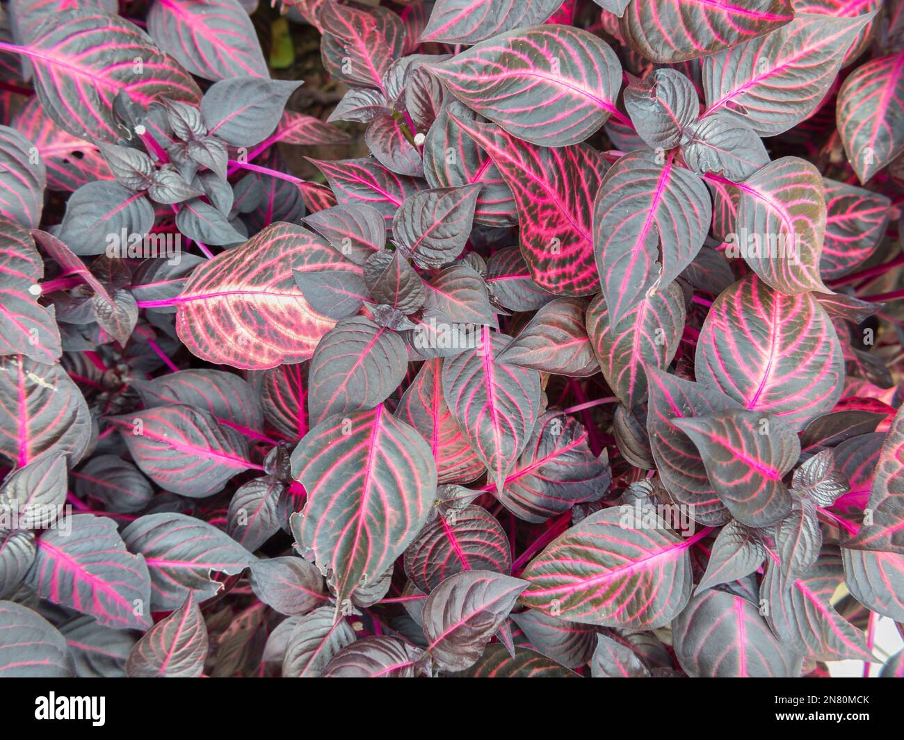 Iresine herbstii, Amarantaceae Stock Photo