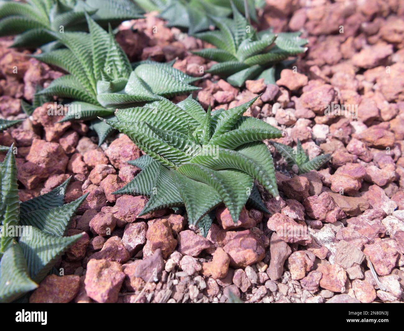 Fairies washboard, Haworthia limifolia, Xanthorroeaceae Stock Photo Alamy