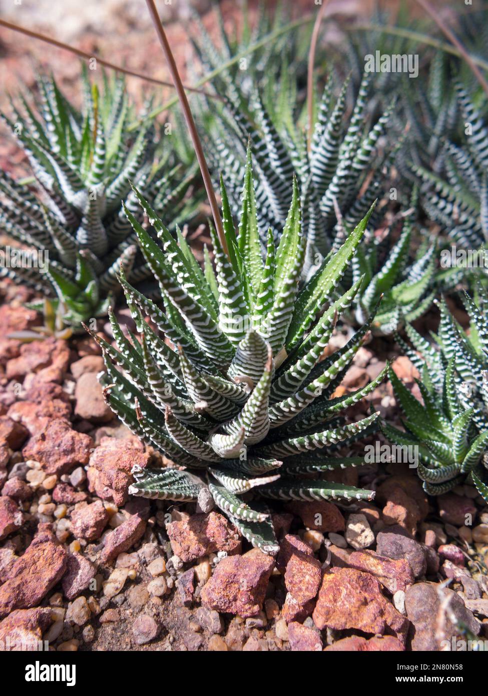 Zebra Haworthia, Haworthia attenuata, Xanthorroeaceae Stock Photo Alamy