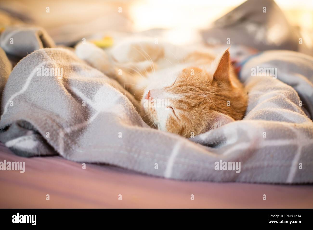 Red tabby male house cat sleeping Stock Photo