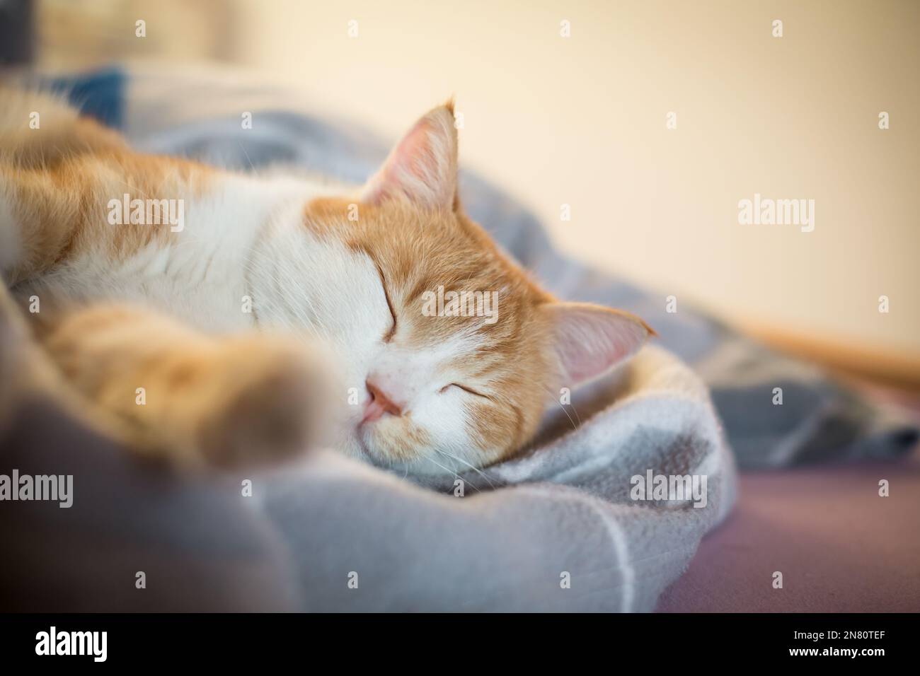 Red tabby male house cat sleeping Stock Photo Alamy