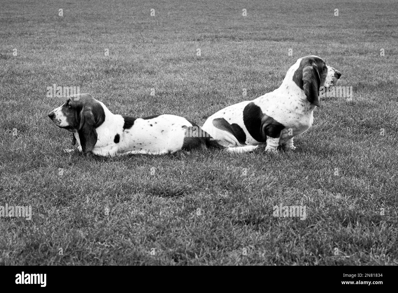 Pair of Basset hounds sitting, looking away from each other Stock Photo