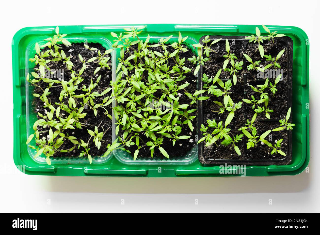 Plastic box with growing plant seedlings stands on a white background. Top view Stock Photo