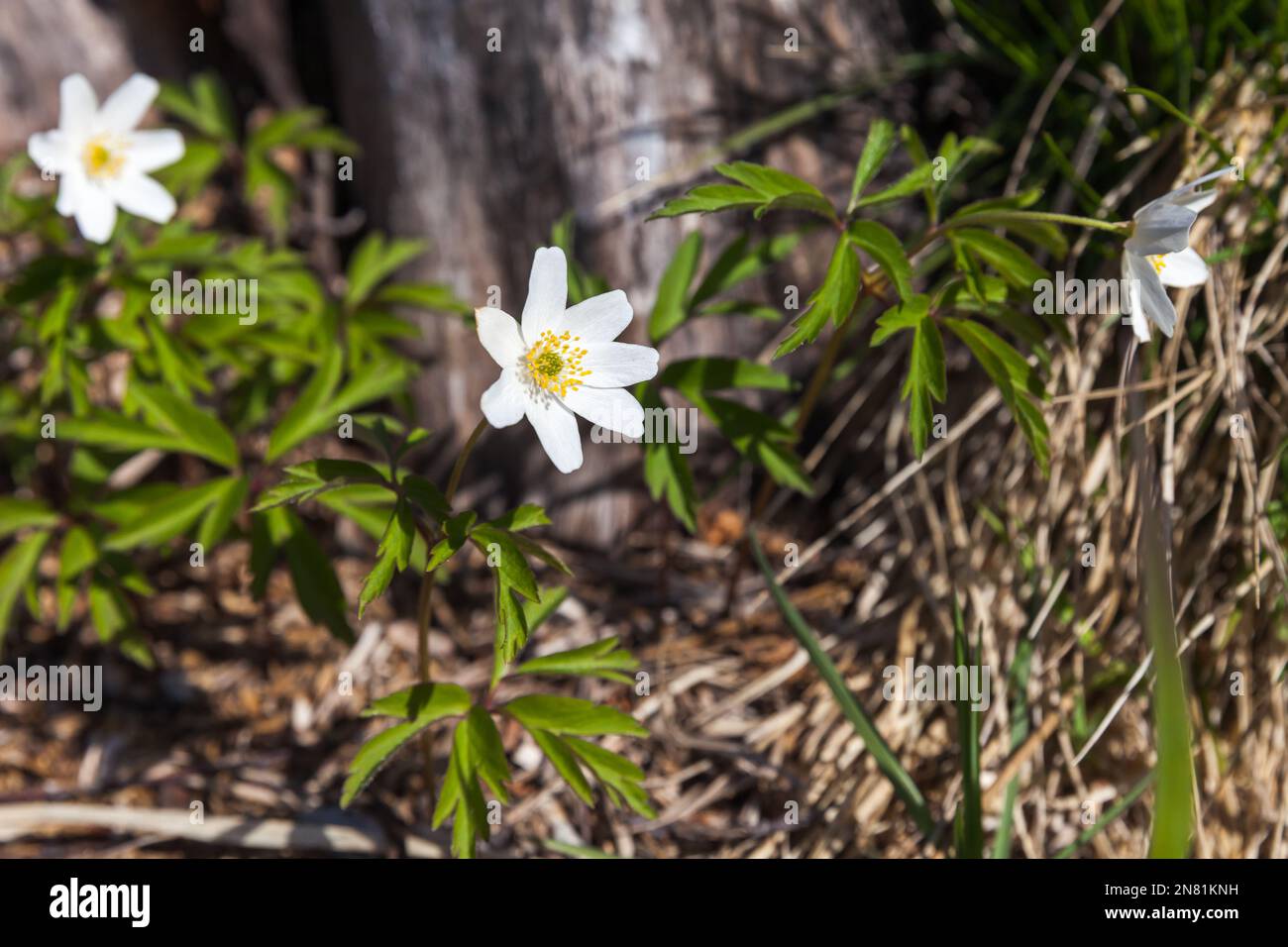 Anemone nemorosa flowers close up photo with selective soft focus. Wild white spring flowers on a sunny day Stock Photo