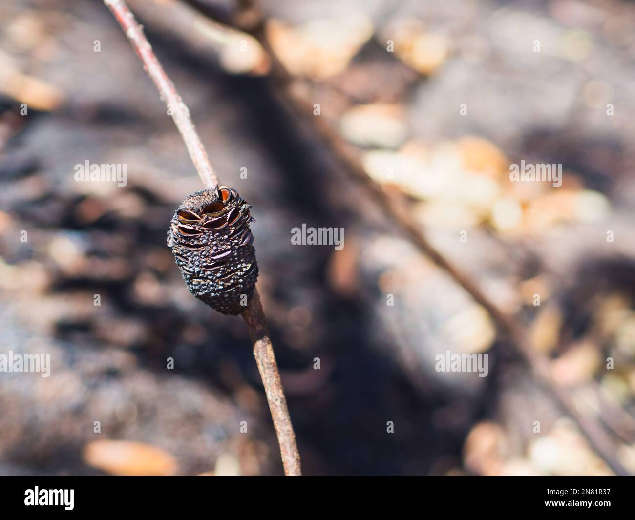 A selective focus shot of burnt-out banksia seed cone had released seeds to the ground after bush fire Stock Photo