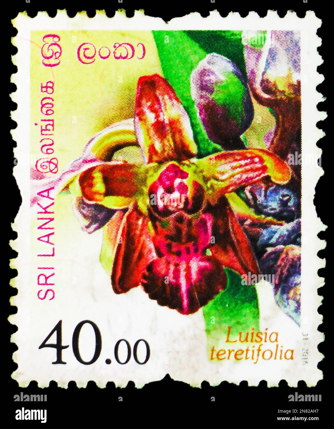 MOSCOW, RUSSIA - FEBRUARY 4, 2023: Postage stamp printed in Sri Lanka shows Luisia teretifolia, Flowers of Sri Lanka serie, circa 2016 Stock Photo