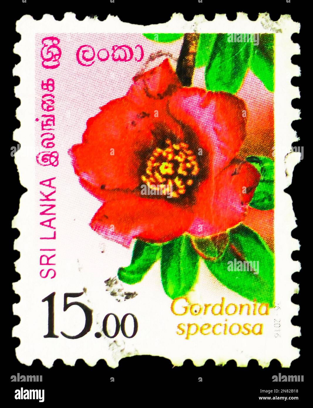 MOSCOW, RUSSIA - FEBRUARY 4, 2023: Postage stamp printed in Sri Lanka shows Gordonia speciosa, Flowers of Sri Lanka serie, circa 2016 Stock Photo