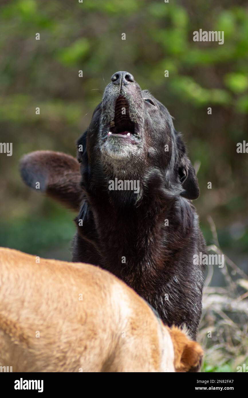 Black stray dog howls in the middle of the wilderness Stock Photo