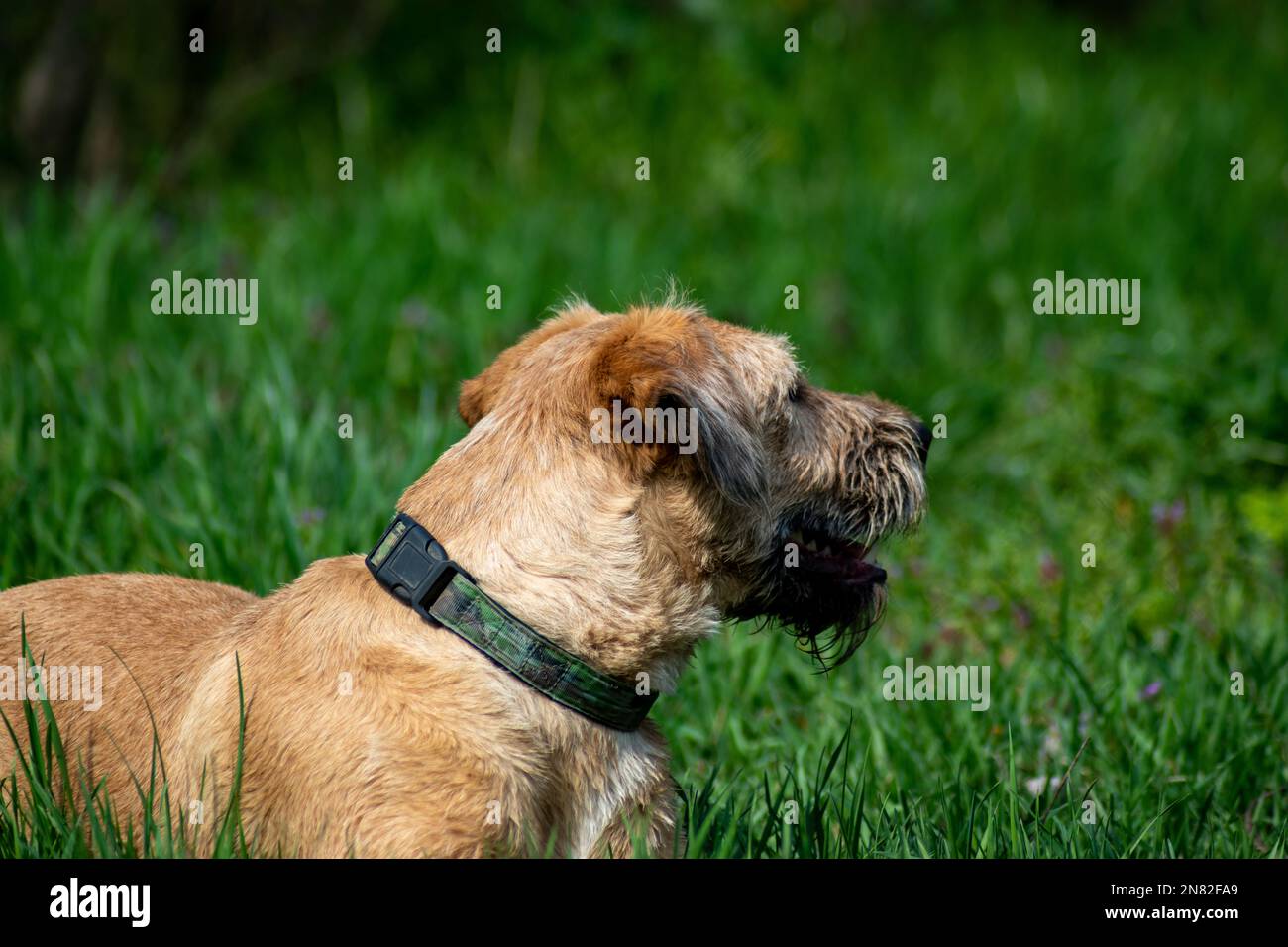 Dog observing around on the meadow Stock Photo
