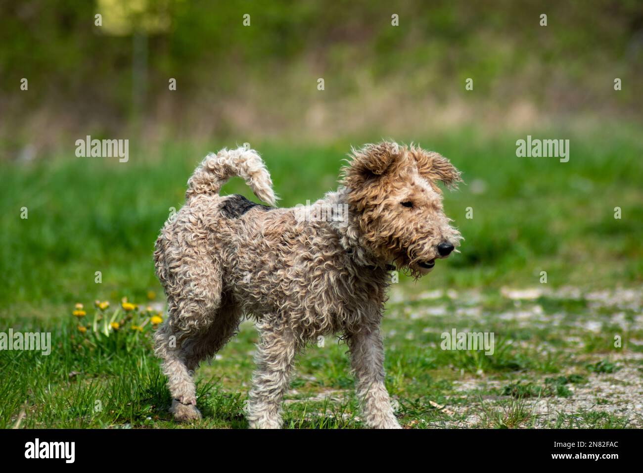 Fox terrier dog just got out of the mud Stock Photo