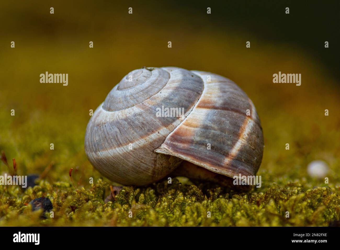 Amazing picture of the snail's house captured on the moss near the river Stock Photo