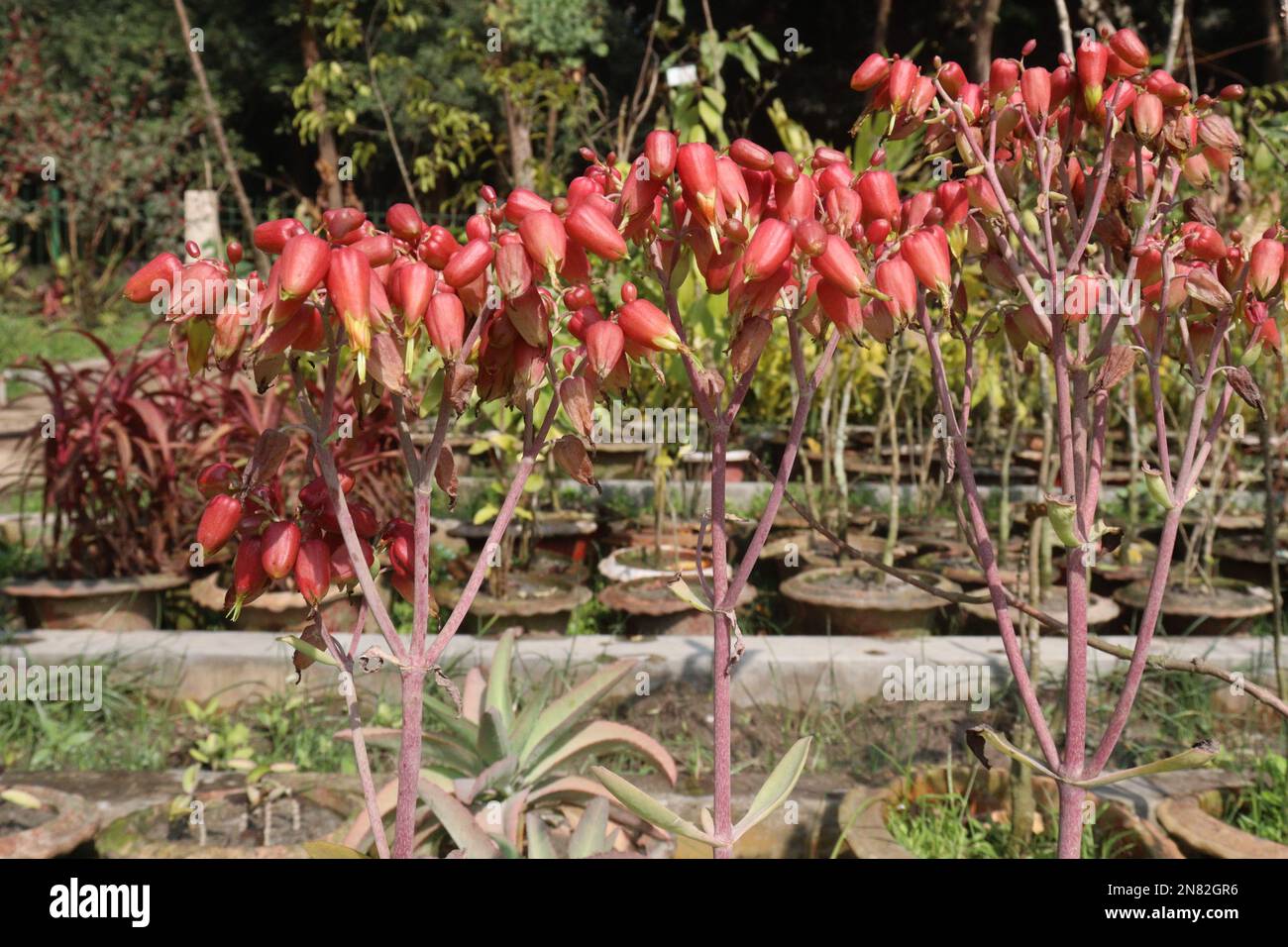 pink colored Kalanchoe laxiflora flower farm on garden for harvest are cash crops Stock Photo