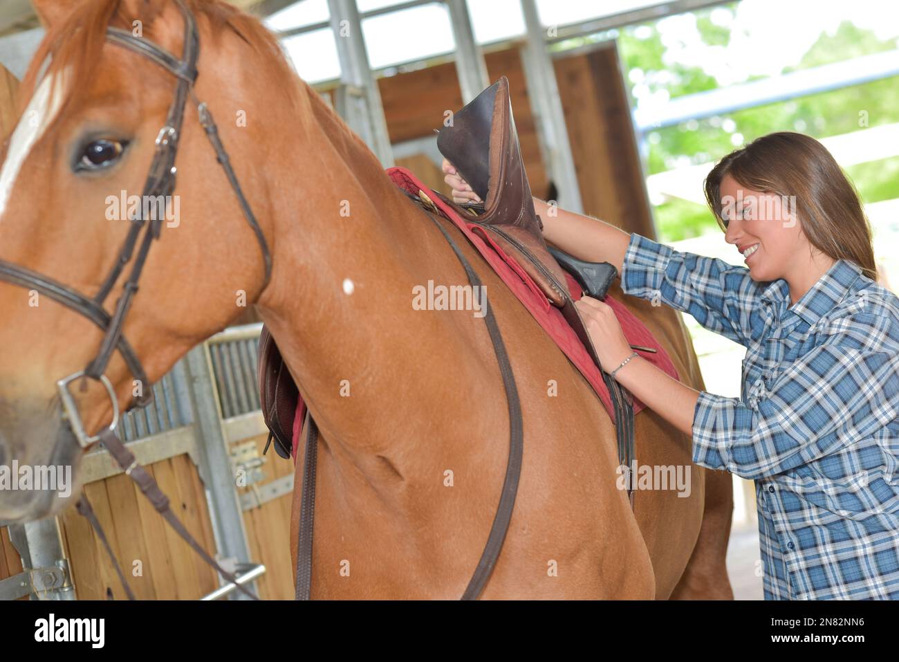 Woman buckling strap under saddle Stock Photo