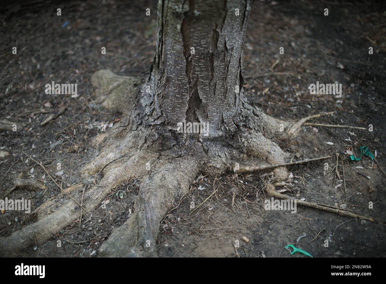 Tree bark and root texture and moss Stock Photo - Alamy