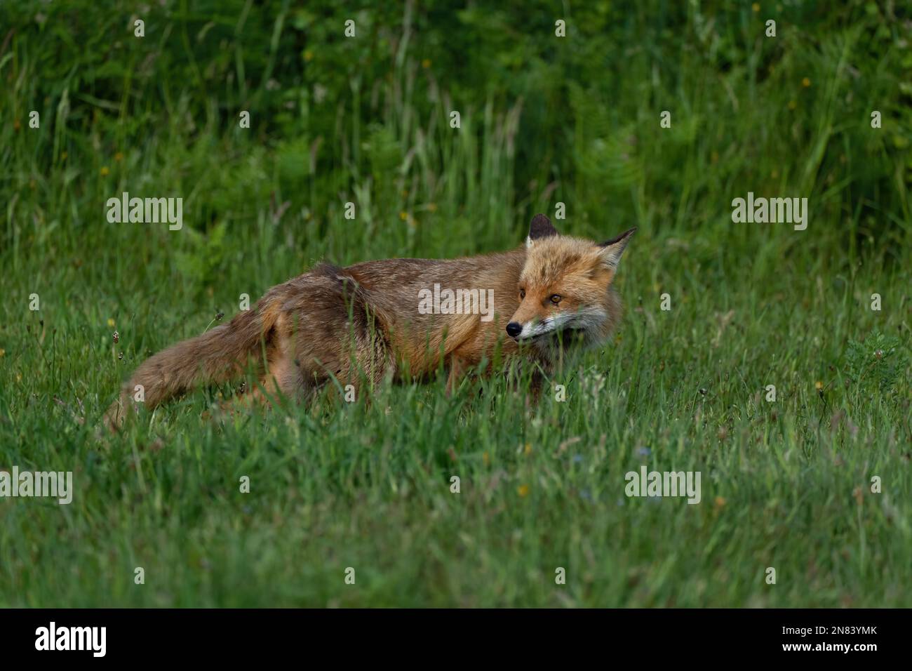 Fox-Vulpes vulpes. Stock Photo