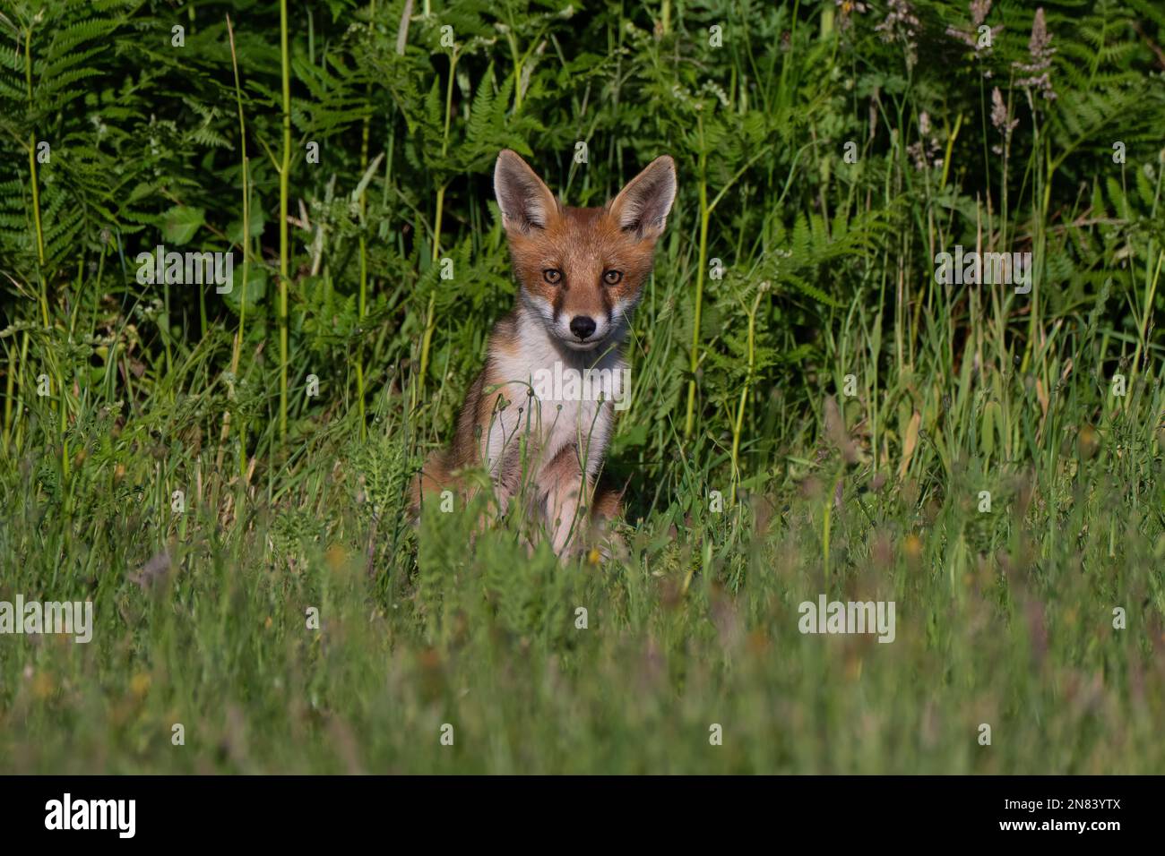 Fox cub-Vulpes vulpes. Stock Photo