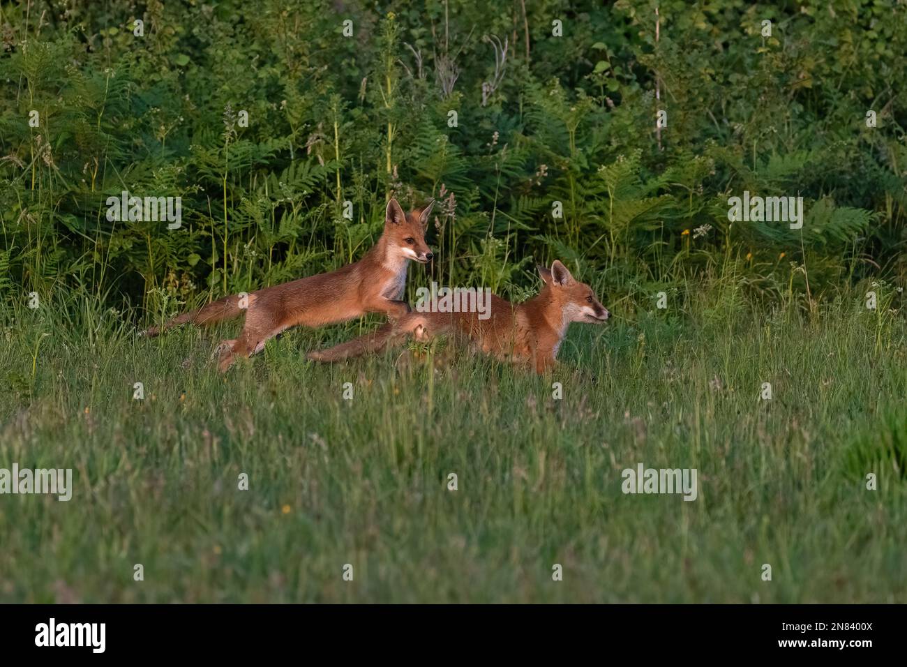 Two young red fox kits at play-Vulpes vulpes at play. Stock Photo