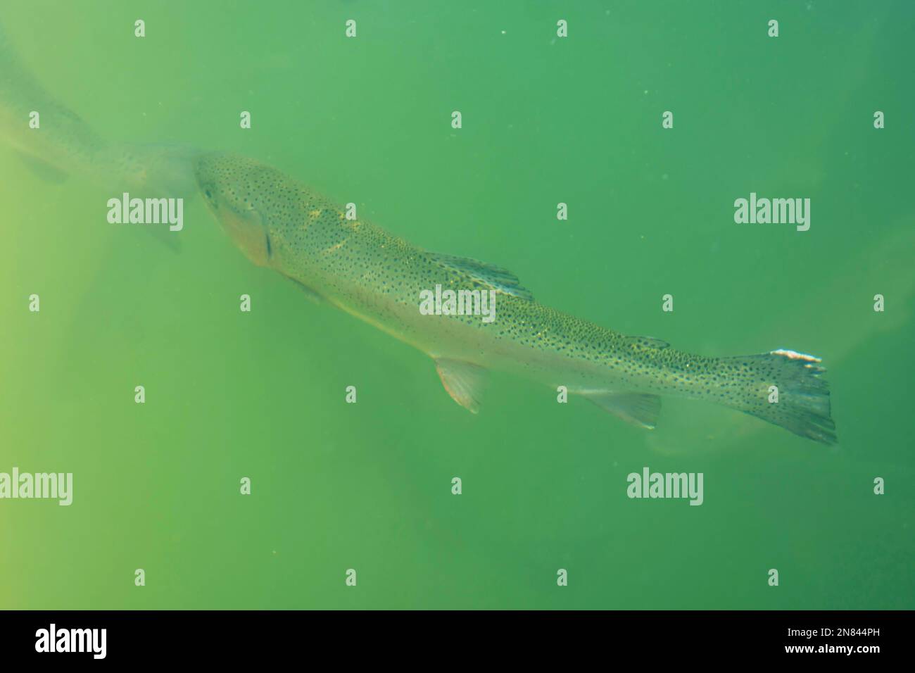 pools with fish on a trout farm, the concept of growing fish in special reservoirs, blurred focus Stock Photo